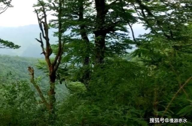 汽车自燃 “荧光绿”变身“火焰蓝”秒救援